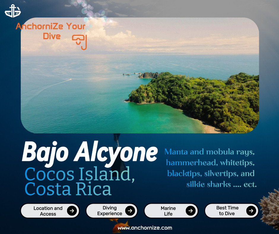 Dive into the heart of the ocean at Bajo Alcyone, Cocos Island.
 A remote paradise for divers, home to majestic hammerhead schools.
Accessible by liveaboard, it’s a protected underwater haven.
Experience the pinnacle of diving! Explore more at anchornize.com #Anchornize