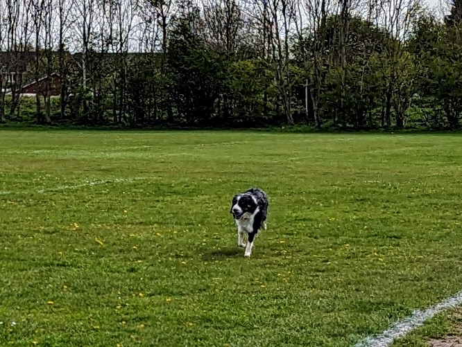 Lovely walk with Troy this morning & hardly any mud. Hoping the rain continues to hold off #bordercollie #weekoff #holiday