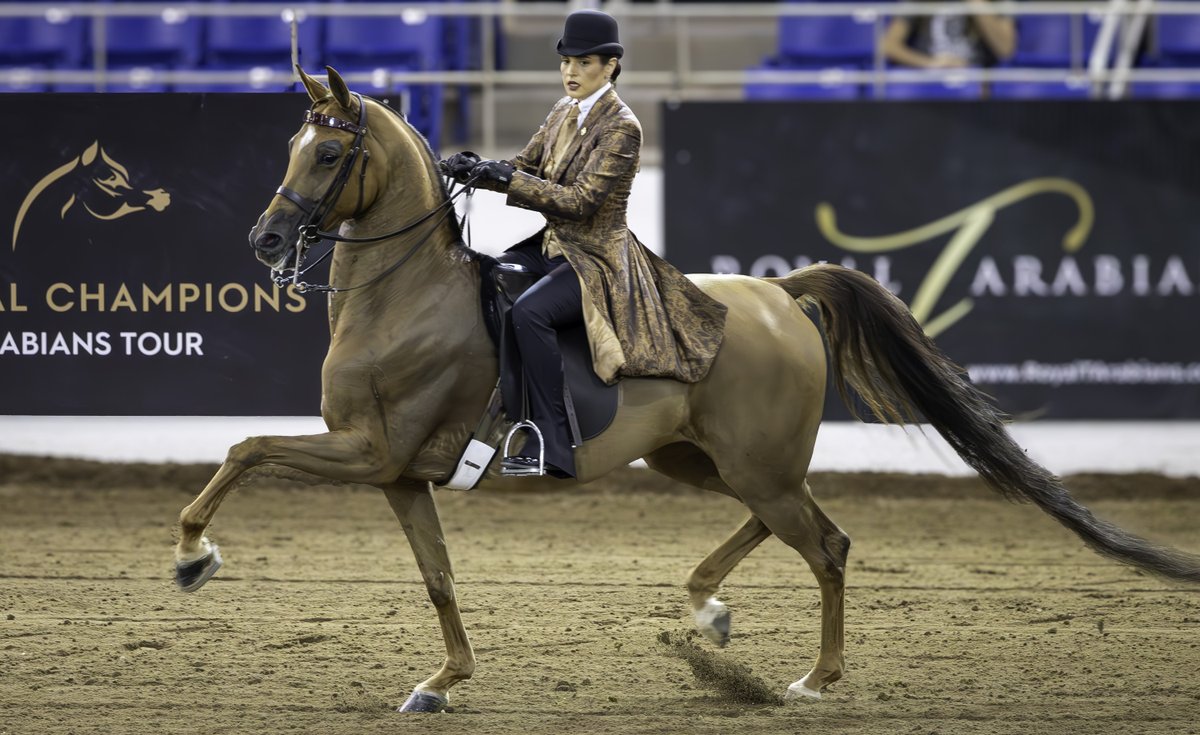 From the Scottsdale Arabian Horse Show at Westworld.   Canon EOS R6 MarkII and Canon RF 100-400mm lens.   #canoneos #canon #d #canonphotography #photography #nature #canonphoto #photooftheday #ig #mm