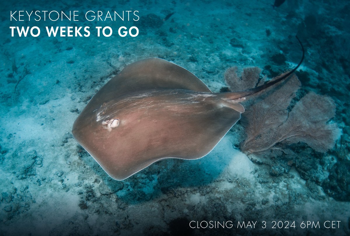 Two weeks left to apply for the SOSF Keystone grants! Our Keystone Grants, which run for up to three years, are aimed at generating critical knowledge of threatened shark, ray, skate and chimaera species in research, conservation or education. To apply: saveourseas.com/keystone-grant…