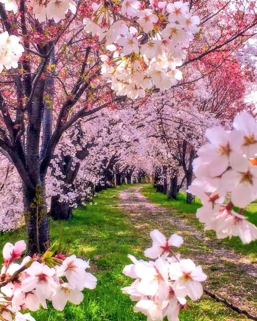 Beautiful day for all 🌸