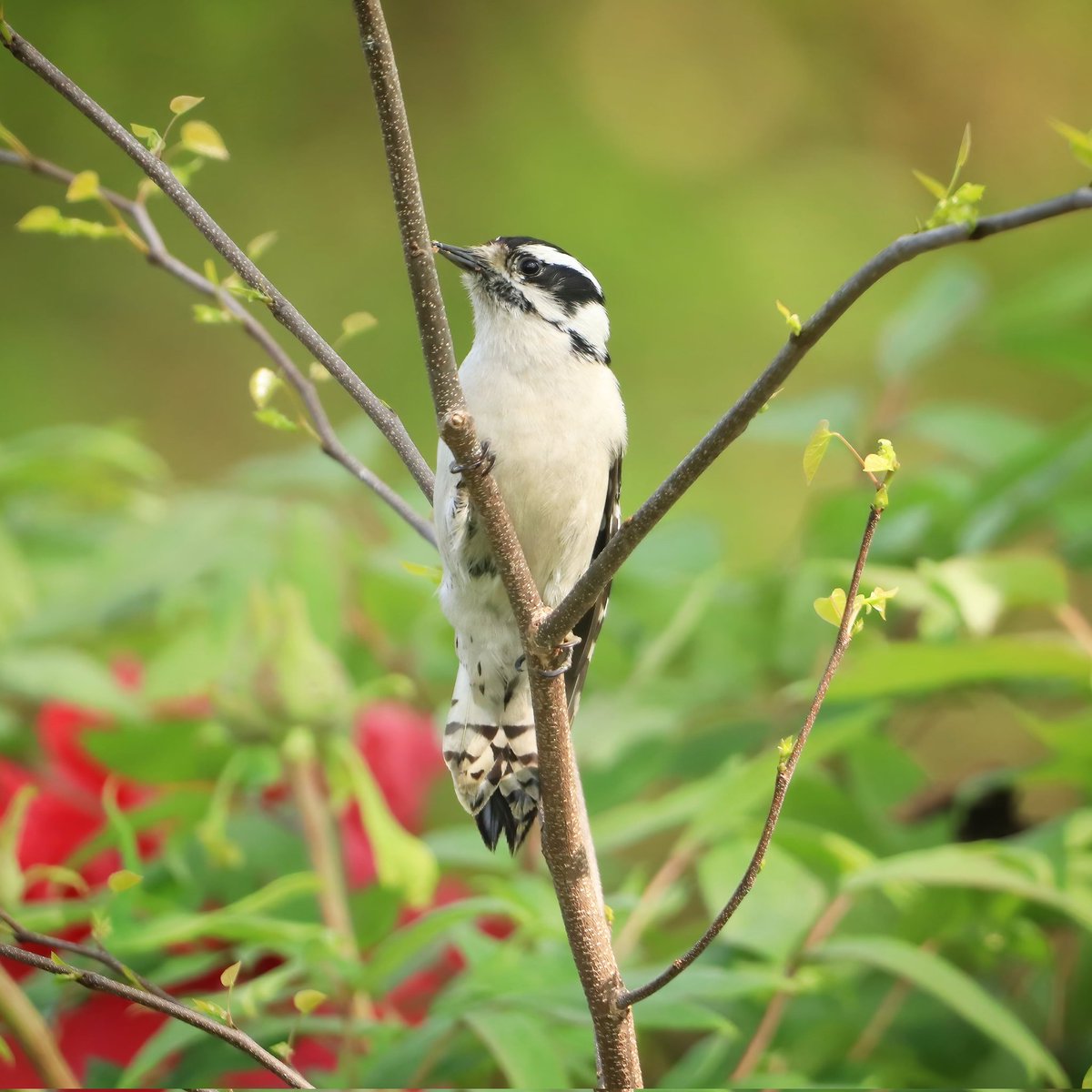 This female downy woodpecker was chased off of a nearby suet feeder and took a moment of pause before continuing on her way...
#momentofpause #woodpecker #femaledownywoodpecker #downywoodpeckers #birdlife #downywoodpecker #woodpeckers #ohiobirdworld #ohiobackyardbirding