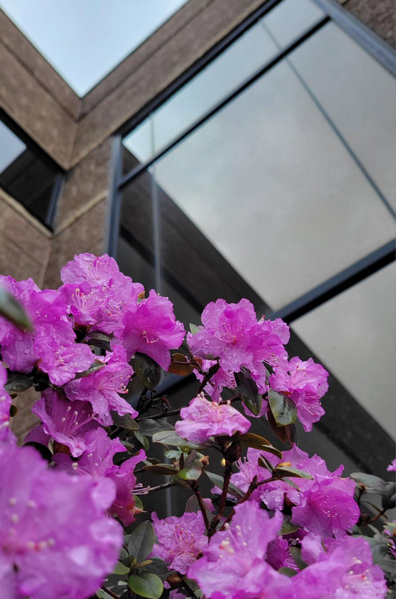 MitotecNecedah's tweet image. With recent rain showers, its starting to look like spring around here.
#Springtime #rhododendron #earthdayvibes📷