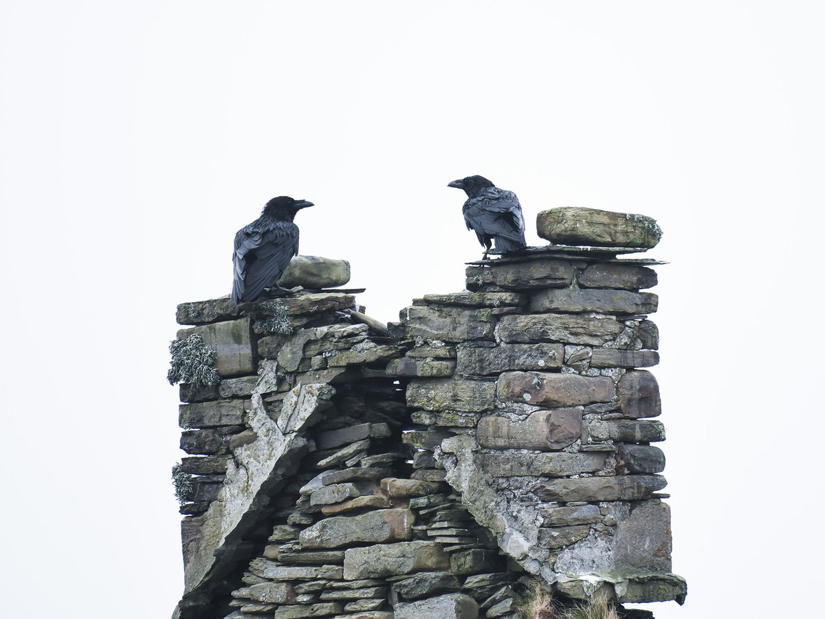 Lost days with lost birds on lost houses. The #ravens of Gayfield on a misty rain kind of day today. #Papay #Orkney #lostbirds #corvids