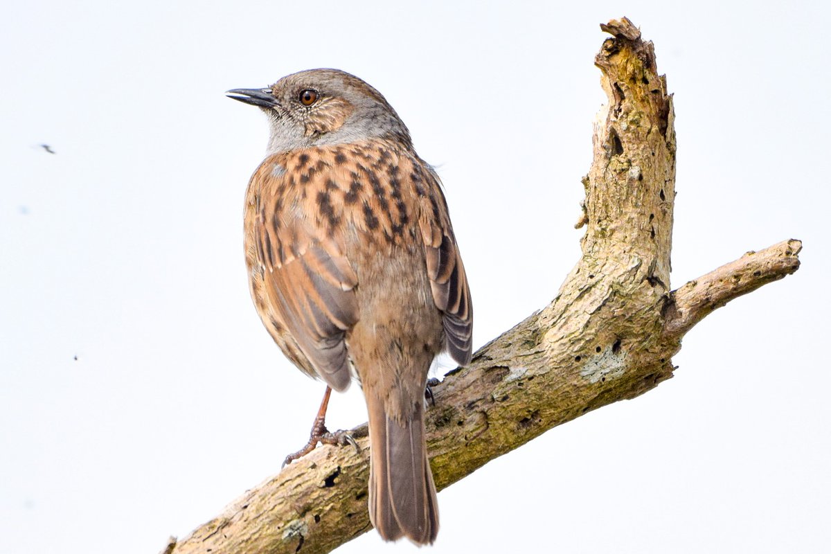 A Dunnock singing across his coastal territory.
#TwitterNatureCommunity