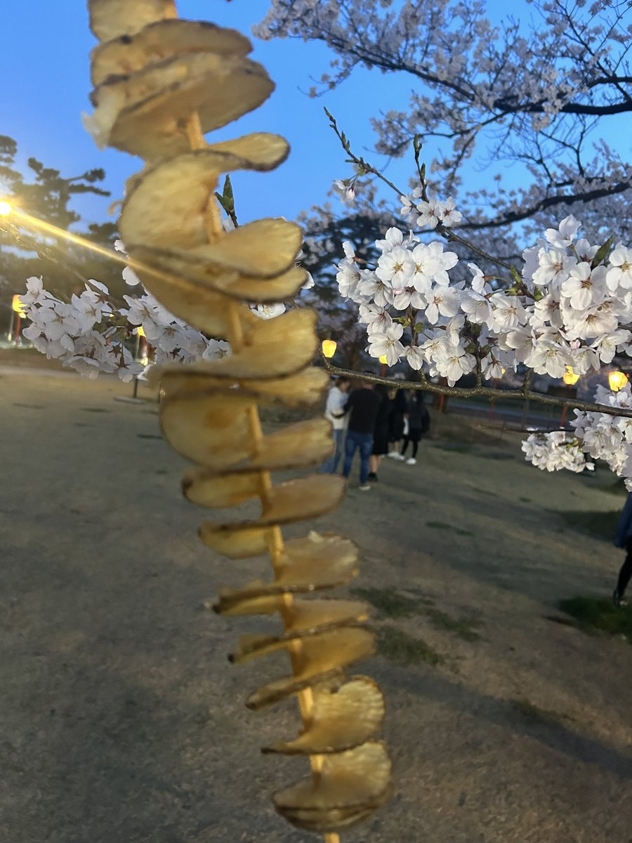 chanaya0102's tweet photo. 桜🌸とチョコバナナとなんだっけこれ、トルネードポテト？的なもの。 https://t.co/wHY5vixZp5
