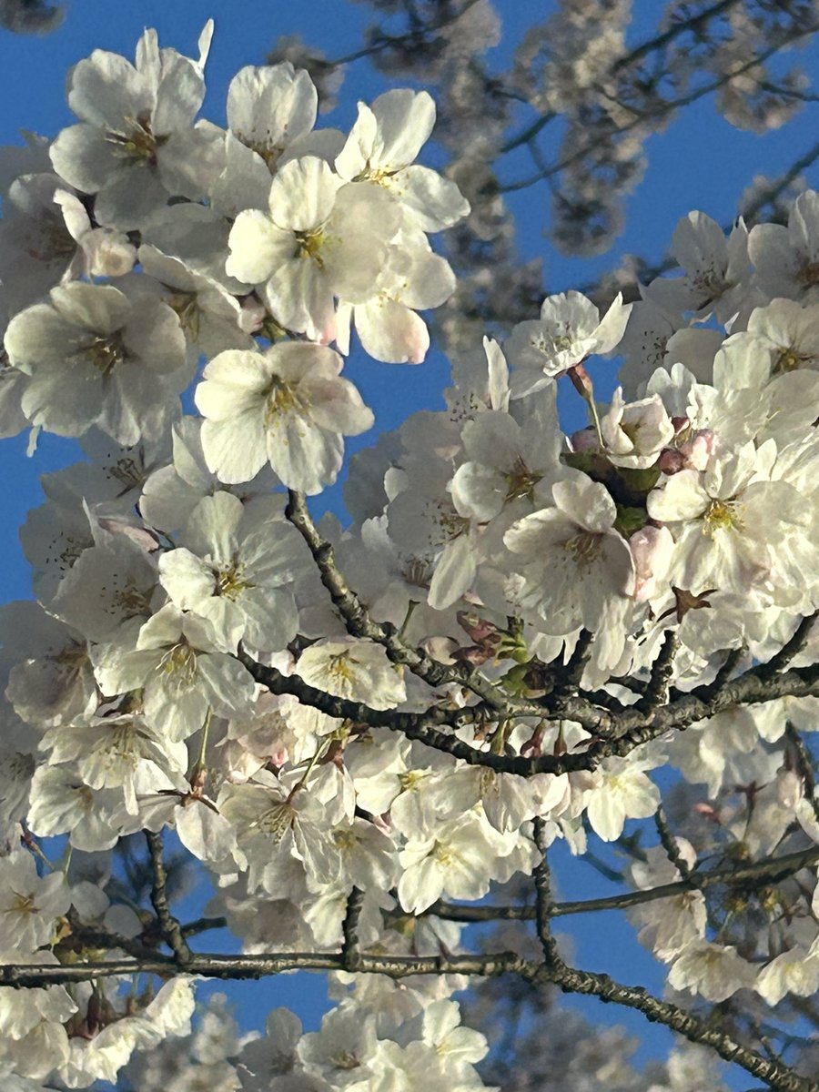 chanaya0102's tweet photo. 桜🌸とチョコバナナとなんだっけこれ、トルネードポテト？的なもの。 https://t.co/wHY5vixZp5