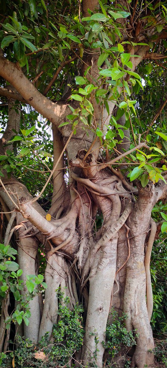 #Banyan 🌿🌳🌿 #Trees #Nature #treeclub #treepeople #treeday #treetime