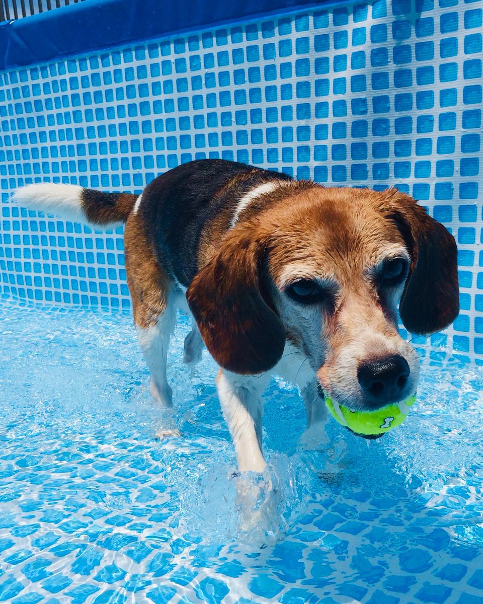 The #beagle retains a puppy-like cuteness and penchant for mischief throughout their entire life. #beaglefacts 📷 @Dr_Beagle / Twitter