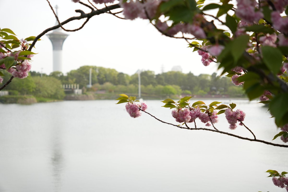 桜といのちの塔

SONY α6700
SIGMA 18-50mm F2.8 DC DN Contemporary

#カメラ #写真撮影 #α6700
#カメラ好き #写真好きな人と繋がりたい
#カメラ初心者 #photoalbum #photogallery
#タロイモしゃしんぎゃらりー