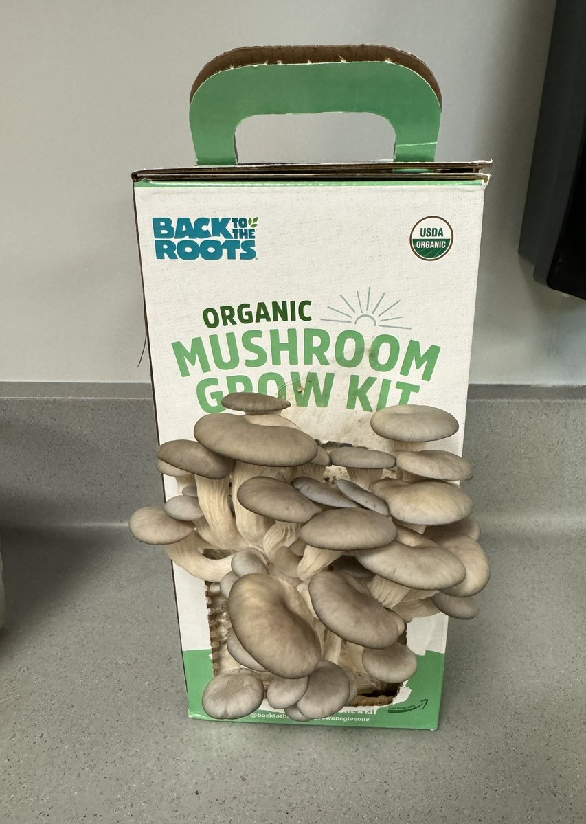 The excitement of the day is seeing how much our mushrooms grew overnight!