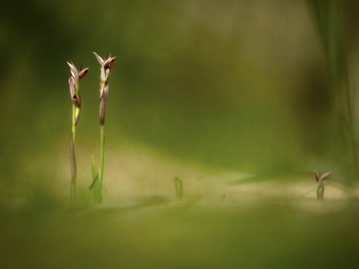 Al llarg del camí
                    la vida m'il·lumina
                                             cap dia perdut

Serapias parviflora Parl.  08.04.2024
#orquídies #orquideas #orchids #Menorca #BalearsNatura #MenorcaBiosfera #biodiversity #biodiversitat