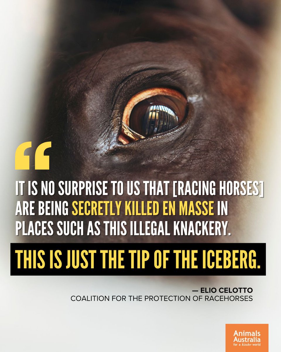 Investigations are underway at a NSW property where the bodies of 500 horses have been discovered. 💔 'We know approx. one third of racehorses are retired from racing every year. That’s 10,000+ horses looking for new homes and the homes just aren’t out there.' — @hrseracingkills