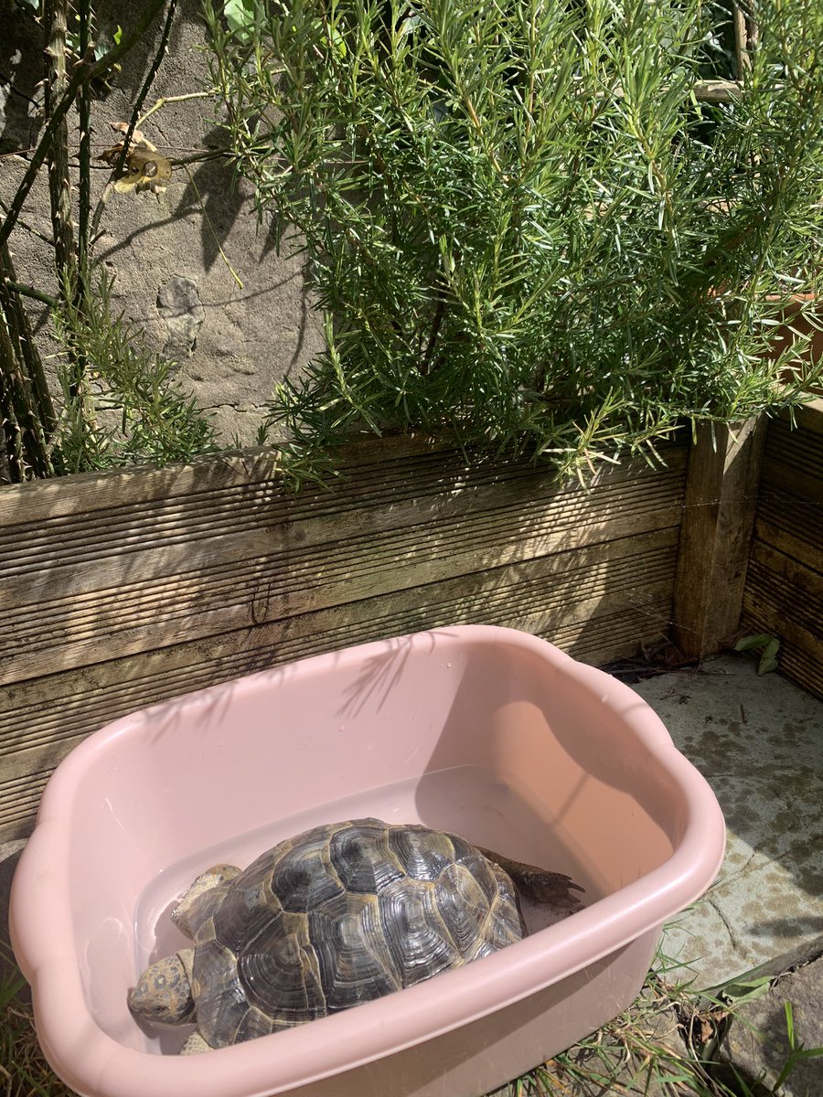Suns out buds out!!! 🥰🐢💚 ☀️