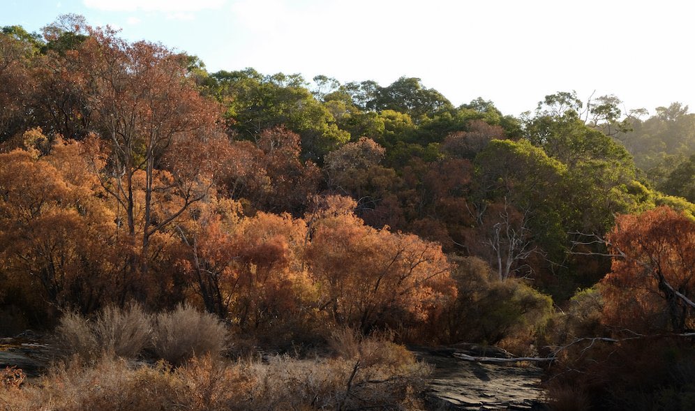 Margaret River, Western Australia, is world famous for its beaches, river & forests. Jinni Wilson @earthseastar has 📷dead/dying vegetation along the Margaret River following WA’s hottest summer on record Experts are warning of “forest collapse” in WA caused by climate change.