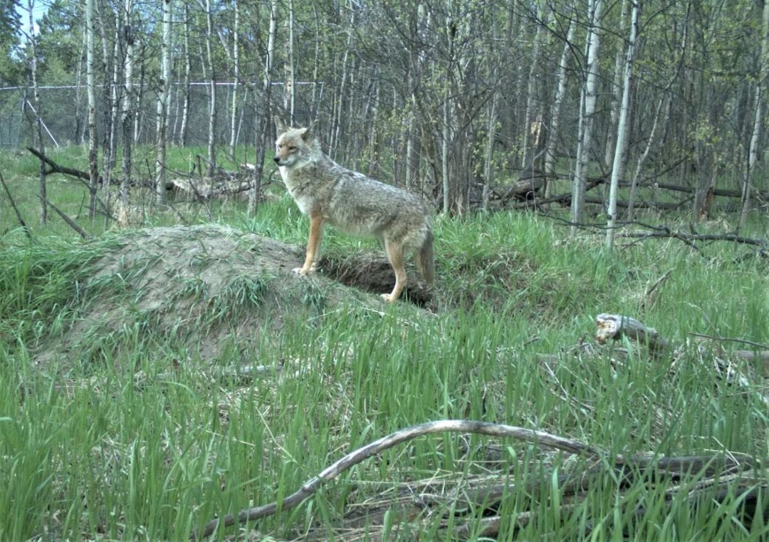 NSRVCS (@nsrvcs1) on Twitter photo Researcher found and studied 120 dens of Edmonton’s estimated 500-1,000 coyotes <a href="/CBCEdmonton/">CBC Edmonton</a> <a href="/ualbertaScience/">UAlbertaScience</a> <a href="/YegCoyote/">Yeg E. Coyote</a> <a href="/UrbanikMarta/">Marta-Marika Urbanik</a> <a href="/CUEdmonton/">Concordia Edmonton</a> <a href="/yeghighlands/">Highlands CL</a> <a href="/YEGRiverValley/">YEG River Valley</a> Researcher found and studied 120 dens of Edmonton’s estimated 500-1,000 coyotes <a href="/CBCEdmonton/">CBC Edmonton</a> <a href="/ualbertaScience/">UAlbertaScience</a> <a href="/YegCoyote/">Yeg E. Coyote</a> <a href="/UrbanikMarta/">Marta-Marika Urbanik</a> <a href="/CUEdmonton/">Concordia Edmonton</a> <a href="/yeghighlands/">Highlands CL</a> <a href="/YEGRiverValley/">YEG River Valley</a>