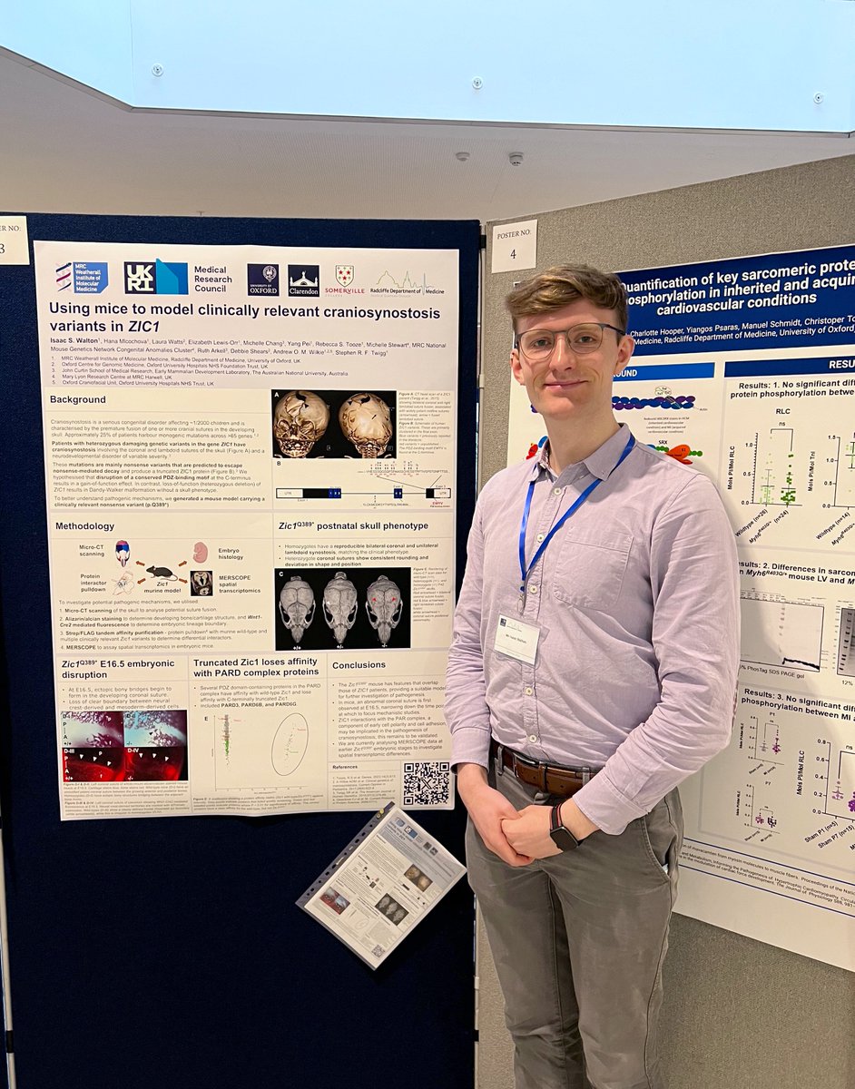 Our group are away from the hospital today for the annual @RDMOxford day! If you’re attending be sure to stop by our DPhil student @IsaacSWalton’s poster on mouse modelling of ZIC1-associated craniosynostosis 🐭🧬