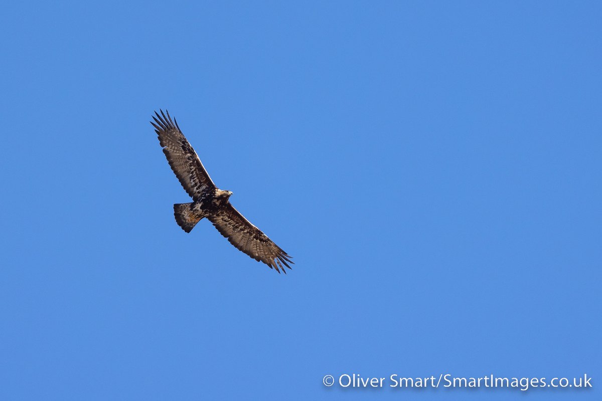 A mixture of White-tailed & Golden Eagle images from our first afternoon on Mull for @naturetrektours. Another brilliant experience and a very happy group! The goldie was superb in such a glorious blue sky. Thanks to @mullcharters for another super outing.