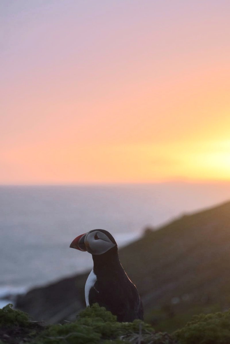 The counts are in! We're very pleased to announce that this year's Puffin number on Skomer Island is 41,605.

We're very pleased that the island remains a stronghold for this seabird species.

Photo © Huia Wesling Macgregor, Skomer Long-Term Volunteer