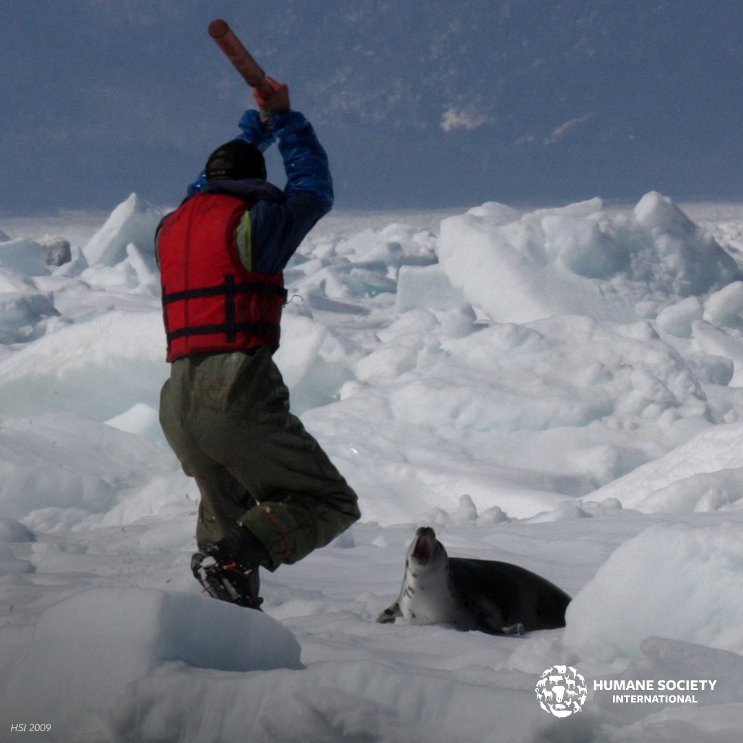 💔 The suffering of baby seals must end. Your donation will support efforts to close global markets for products of commercial seal hunts, expose the truth about commercial seal hunting, and advocate for stronger laws to protect animals. Together, we can make a difference.