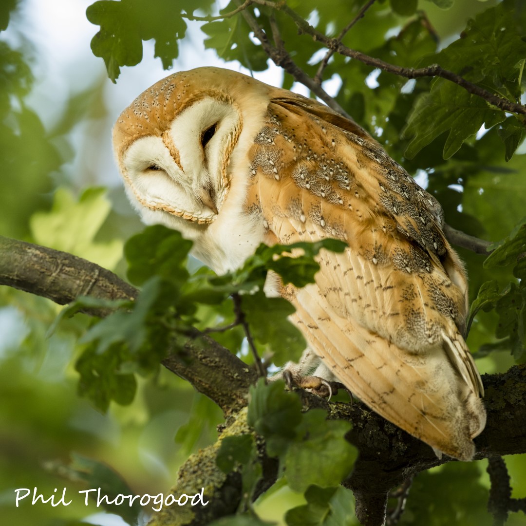Would you like to learn a few Barn Owl facts? Here's a good place to start: barnowltrust.org.uk/barn-owl-facts/ 😊