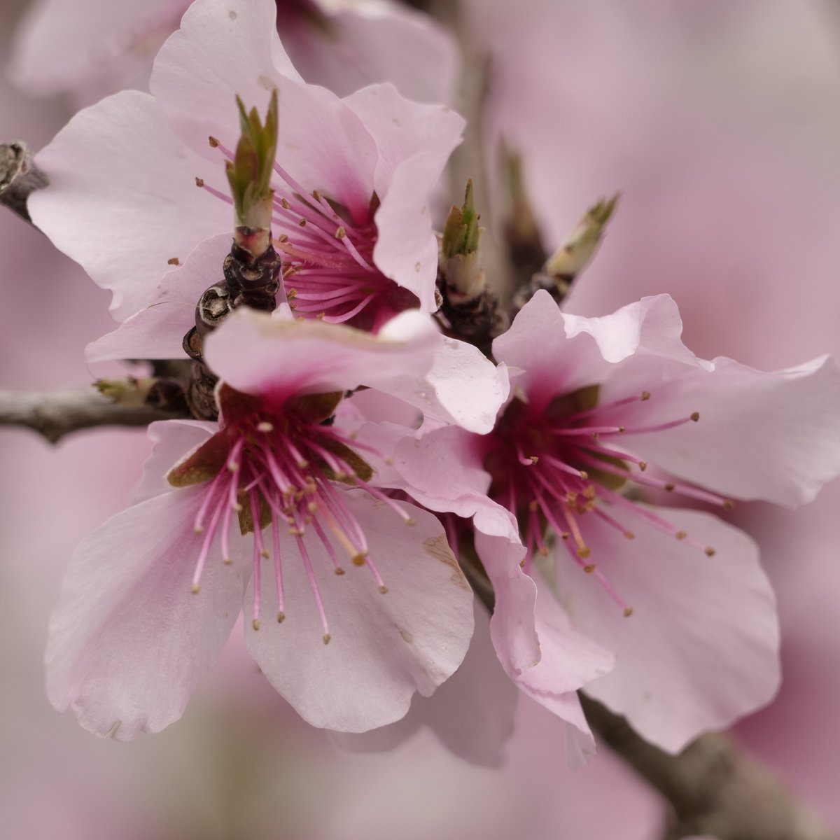 🌸 Celebrate #BlossomWeek with us at Buckland Abbey and Parke. As well as admiring nature's confetti there'll be blossom activities to try out. bit.ly/ParkeNT bit.ly/BucklandAb to find out more...