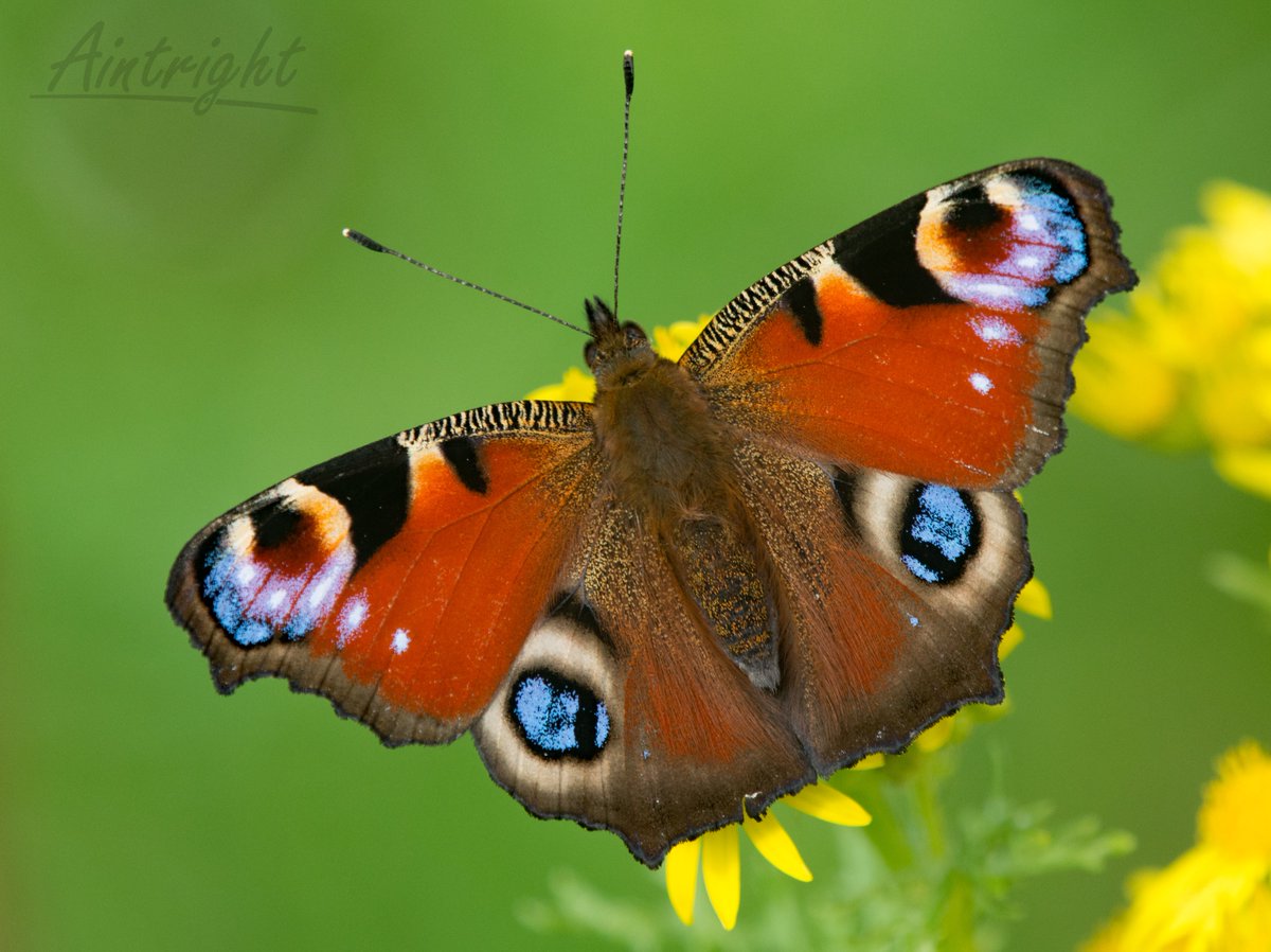 Peacock butterfly. #TwitterNatureCommunity #nature #AlphabetChallenge #WeekP