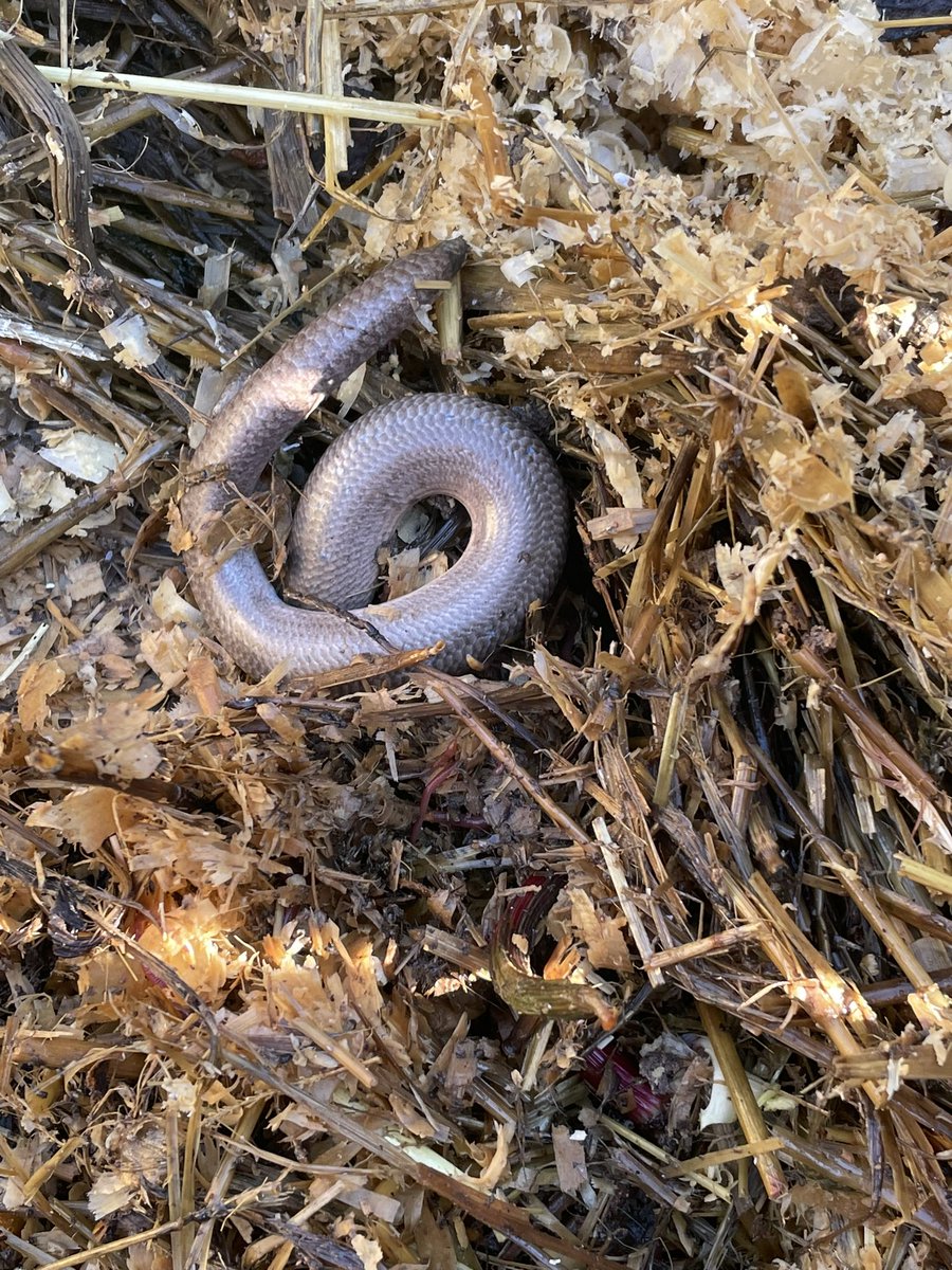 First slow worm of the year in the compost heap. Cover them up again and walk away… neither slow nor a worm.