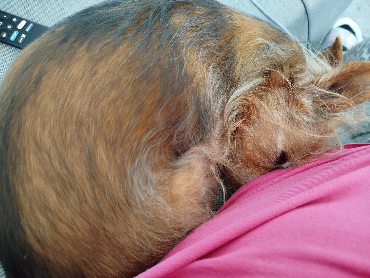 schildegard's tweet photo. Wie?
Ich kann auch ohne Mama schlafen?
Niemals! https://t.co/la3Y88oYJh