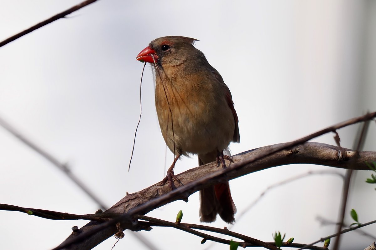 Building for the future
 #birds #birdphotography #naturephotography #wildlifephotography #centralmass #TwitterNatureCommunity #OM1 #centralma #wildlife #nature #Massachusetts #birdwatching #worcester #worcesterma #urbanbirds #Cardinals #northerncardinal #OLYMPUS