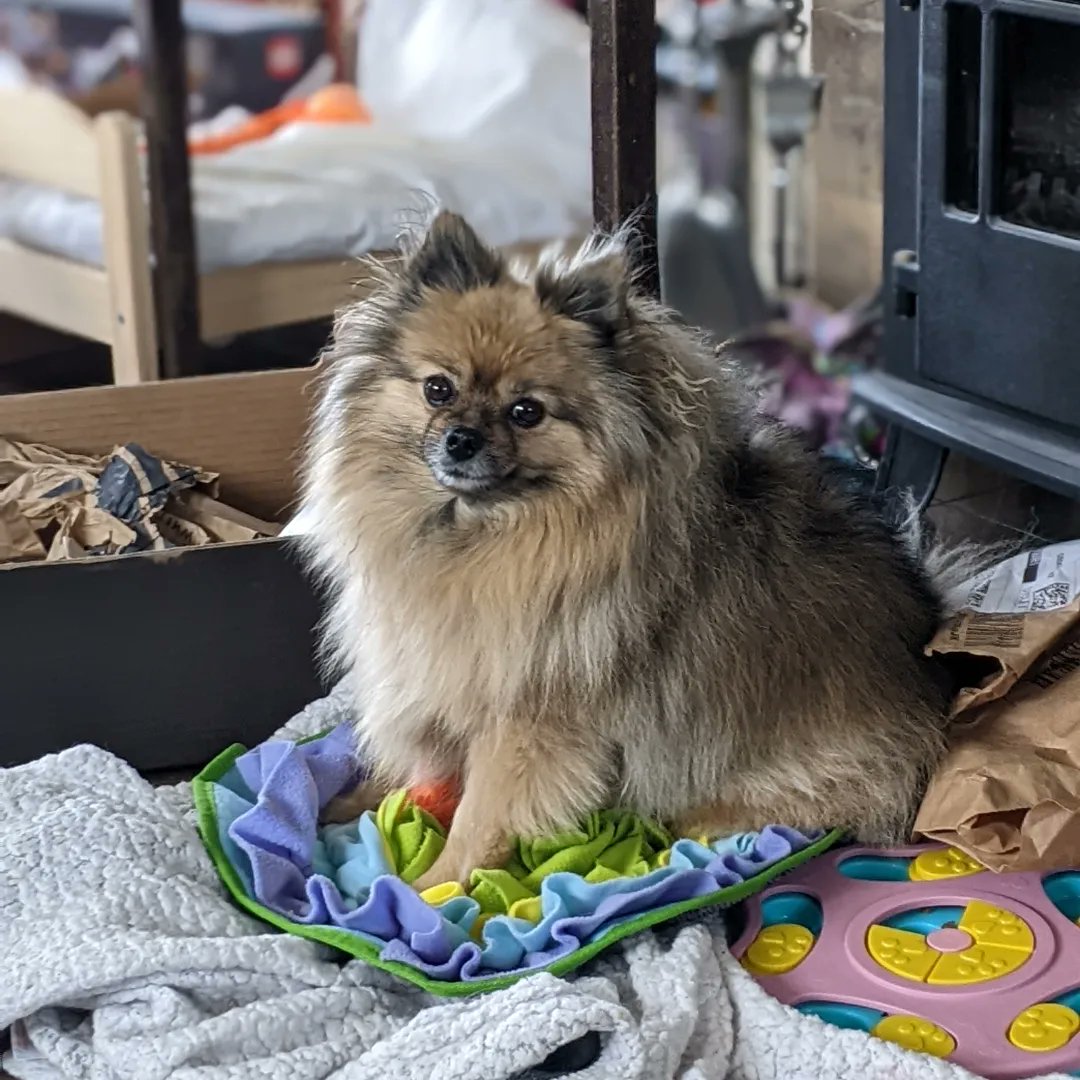 DogCastRadio's tweet image. I love a dog with opinions, but Mischief I promise you it's a snuffle mat, not a dog bed! 🤣🐶

#snufflemat #dogbed #dogwithopinions