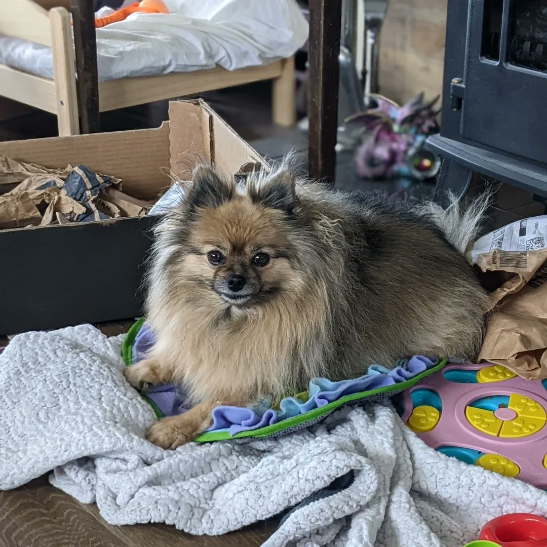 DogCastRadio's tweet image. I love a dog with opinions, but Mischief I promise you it's a snuffle mat, not a dog bed! 🤣🐶

#snufflemat #dogbed #dogwithopinions