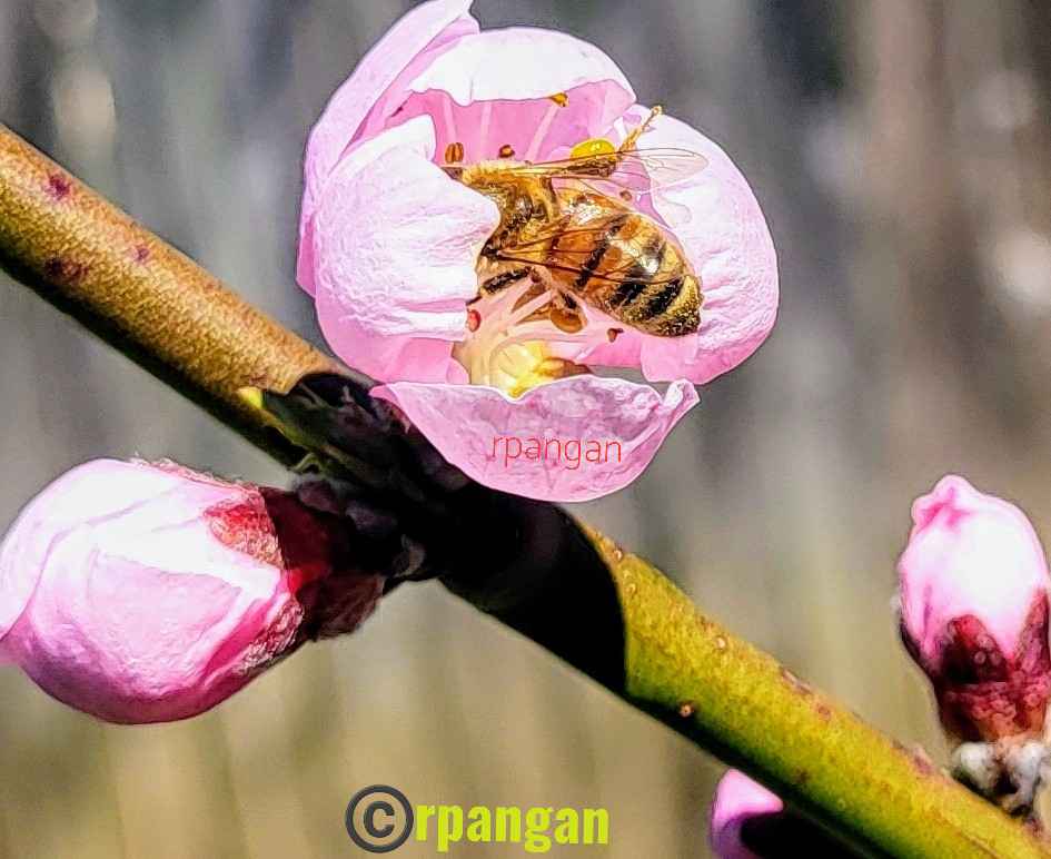 Busy honey bee on the peach blossoms in the garden.🌸🐝
#InsectThursday #bees #SaveTheBees #pollinators #blossoms #spring #gardening #mygarden #honeybees #GoodMorningEveryone