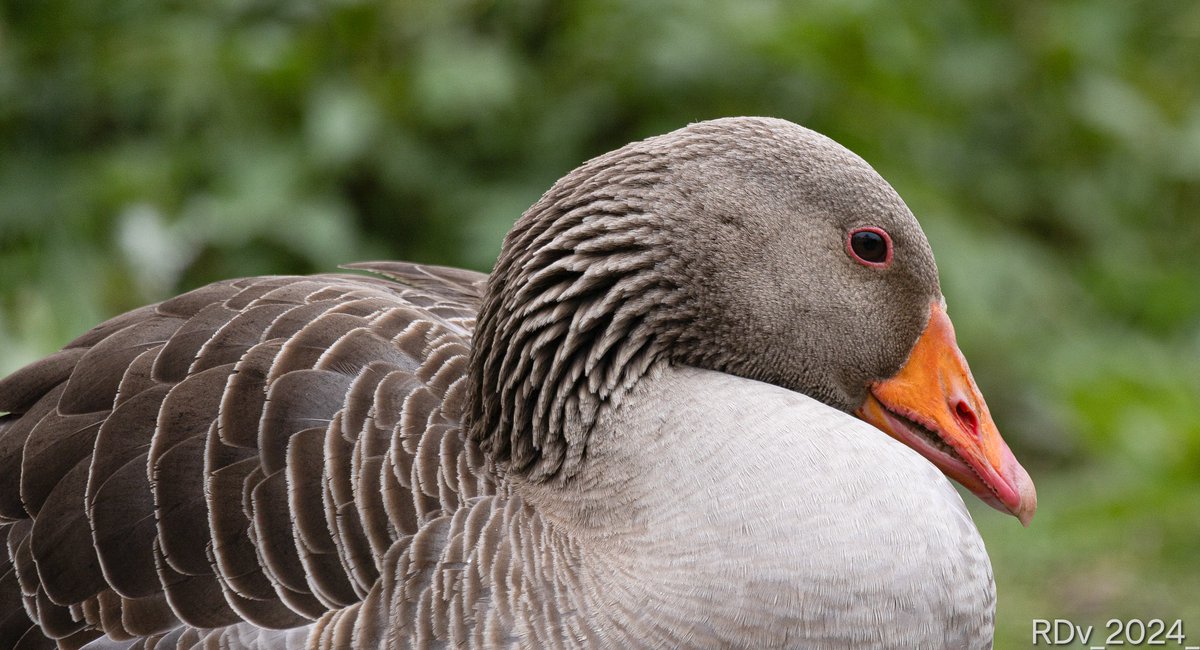 Greylag Goose #birdwatching #BirdsOfTwitter #BirdsSeenIn2024 #birding #birdphotography #birds #wildlifephotography #wildlife #thursdayvibes #explore @ThePhotoHour