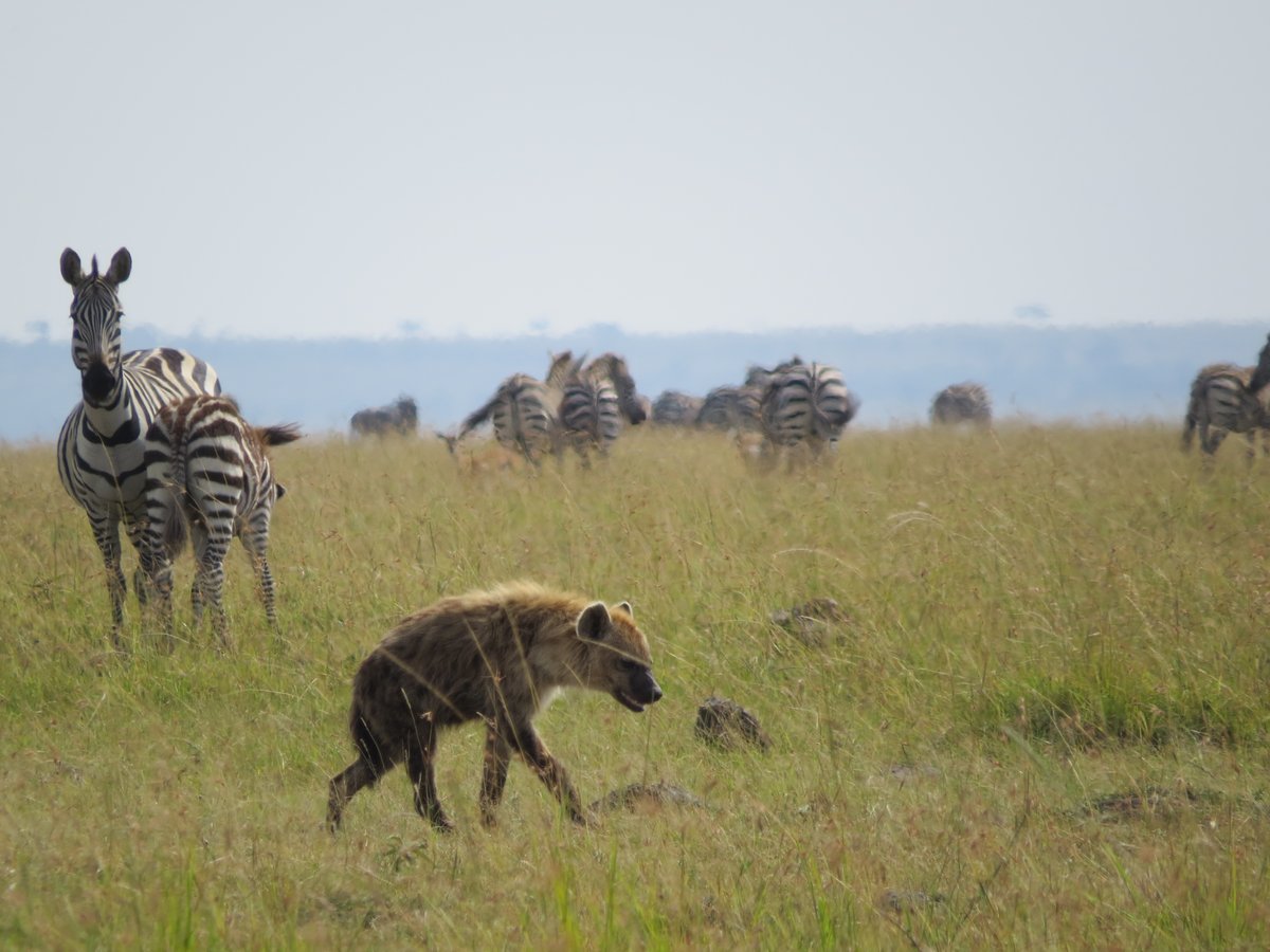MaraIntrepids's tweet photo. Encountered a hyena during this morning's game drive in Masai Mara! ππΎ #WildlifeEncounters #MasaiMaraAdventures #Journeywithheritagekenya #ExploreMIC https://t.co/hSo9w4GQns
