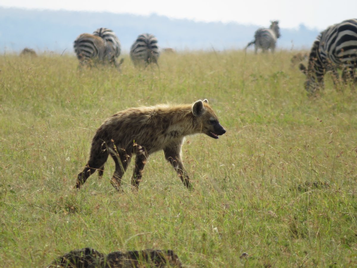 MaraIntrepids's tweet photo. Encountered a hyena during this morning's game drive in Masai Mara! ππΎ #WildlifeEncounters #MasaiMaraAdventures #Journeywithheritagekenya #ExploreMIC https://t.co/hSo9w4GQns