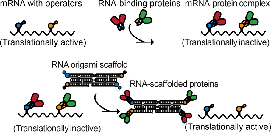 #TBT: Synthetic Translational Regulation by Protein-Binding RNA Origami Scaffolds ➡️ go.acs.org/8XF