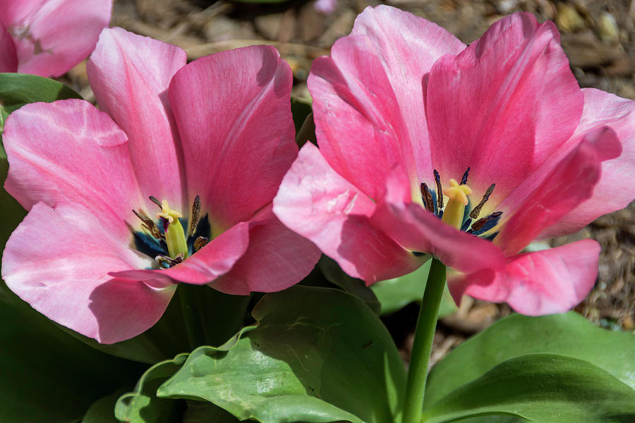 Double Pink Tulips by Debra Martz 
Available Here: debra-martz.pixels.com/featured/doubl…  
#double #pink #tulips  #spring #flowers #nature #NaturePhotography #flora #photography #PhotographyIsArt #BuyIntoArt #AYearForArt #SpringForArt