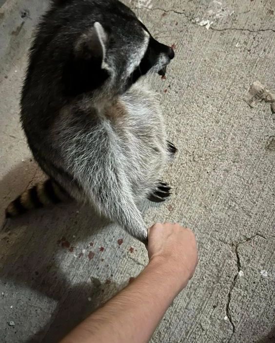 Jared (@burieddonut) on Twitter photo 