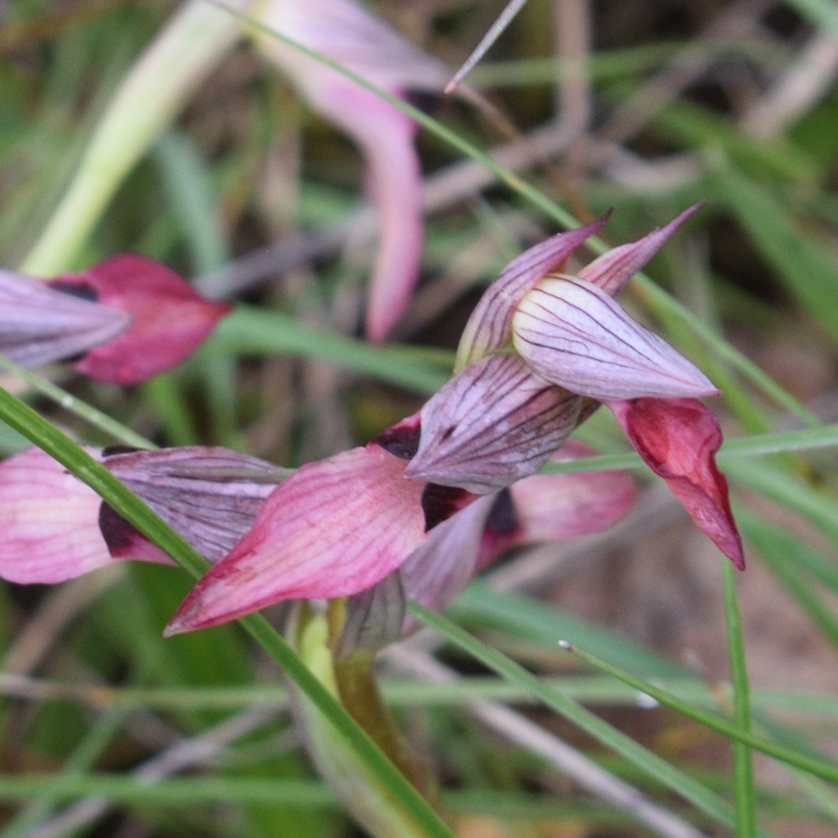 2e sortie Orchidées dans le Tarn
Temps froid et humide mais 10 espèces identifiées, en voici un aperçu

Serapias lingua

#InonderTwitterDePlantes