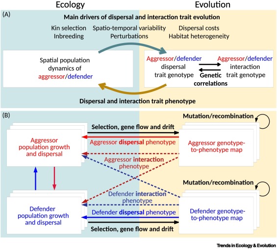Online now: Dispersal evolution and eco-evolutionary dynamics in antagonistic species interactions dlvr.it/T5gdPx