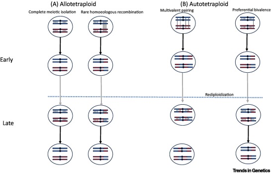 Allopolyploid subgenome identification and implications for evolutionary analysis dlvr.it/T5gdQK