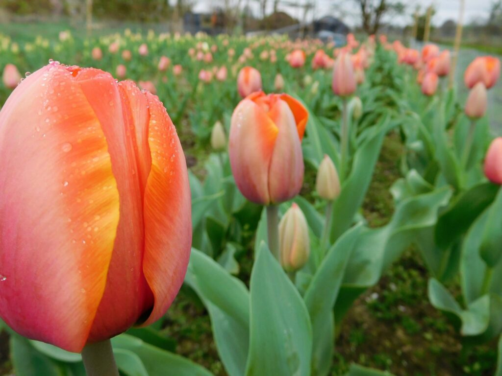 Topsector TU tweet media