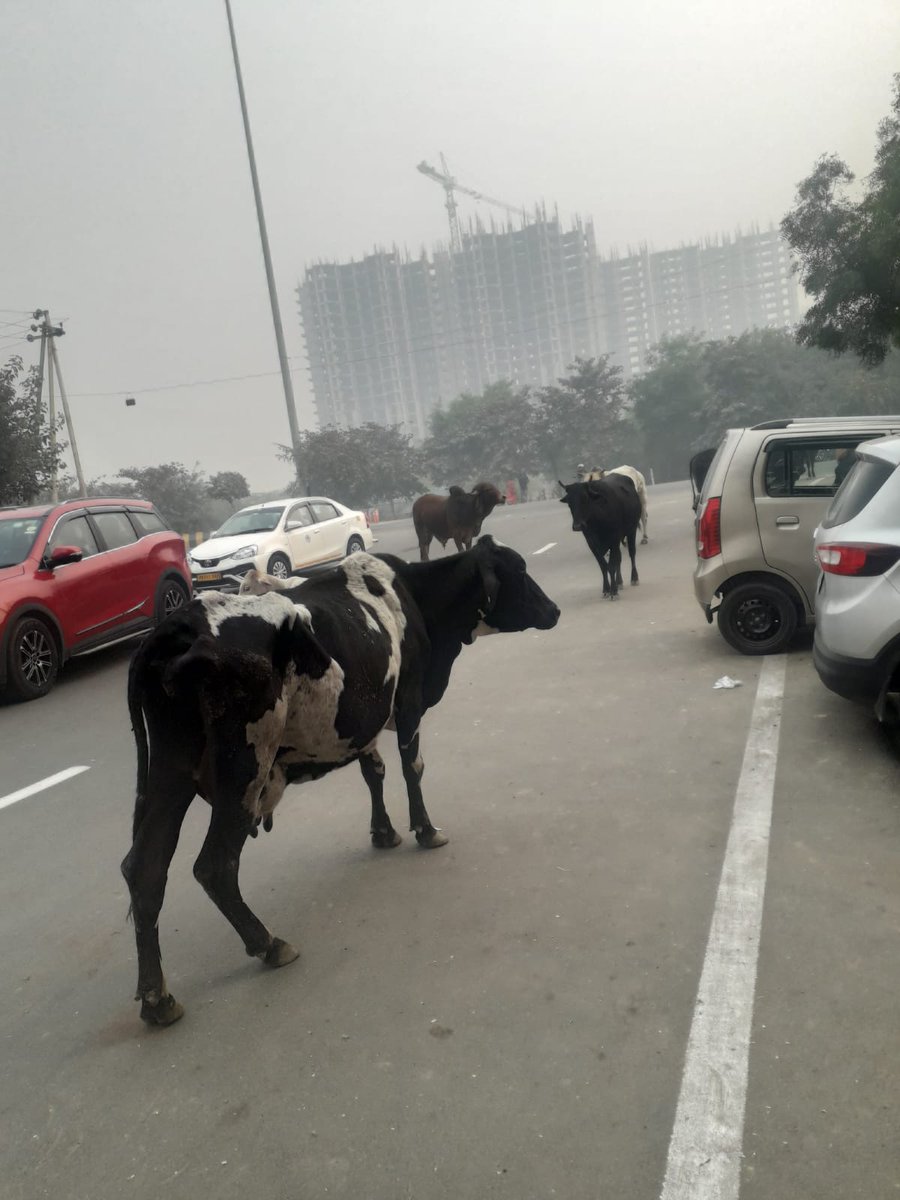 @CeoNoida @dmgbnagar @myogiadityanath @NandiGuptaBJP @noida_authority @PMOIndia @UPGovt @ChiefSecyUP @PankajSinghBJP @DARPG_GoI @MoHUA_India CEO ji is requested to visit to see stray cow around Ven Van Park, Sector 78, NOIDA. The #IGRS 40014122012651 and 40014122016745 closed without doing much.