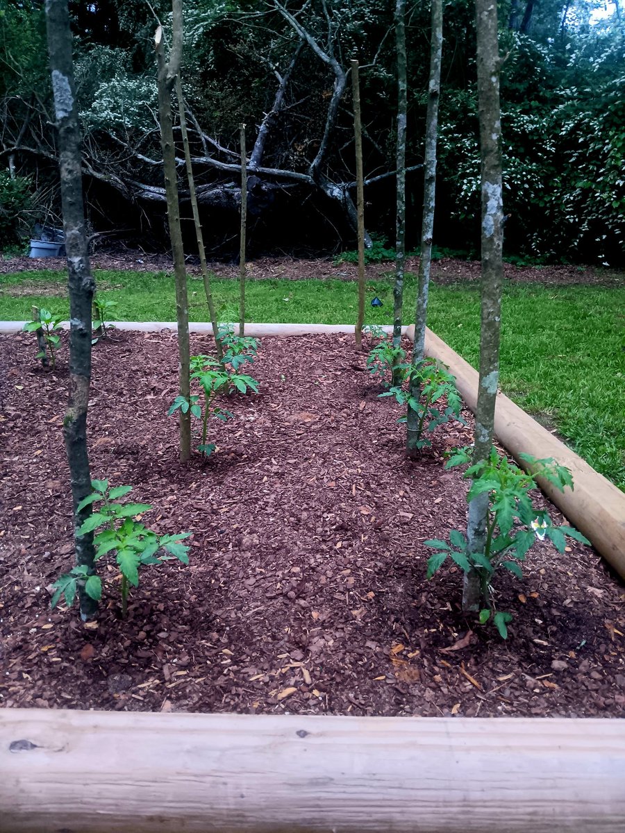 tomatoes, day 13