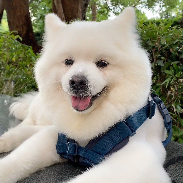 zenina125's tweet photo. Dogs are the only creatures that love you more than themselves https://t.co/iaJNDsWD6E