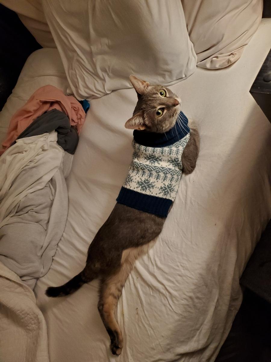 Olive__Jar's tweet photo. @MsSarahSimons This is "technically" my sister's cat, but his name is Mozart. He was cold so they put him in a little sweater. https://t.co/av4GicyAkV