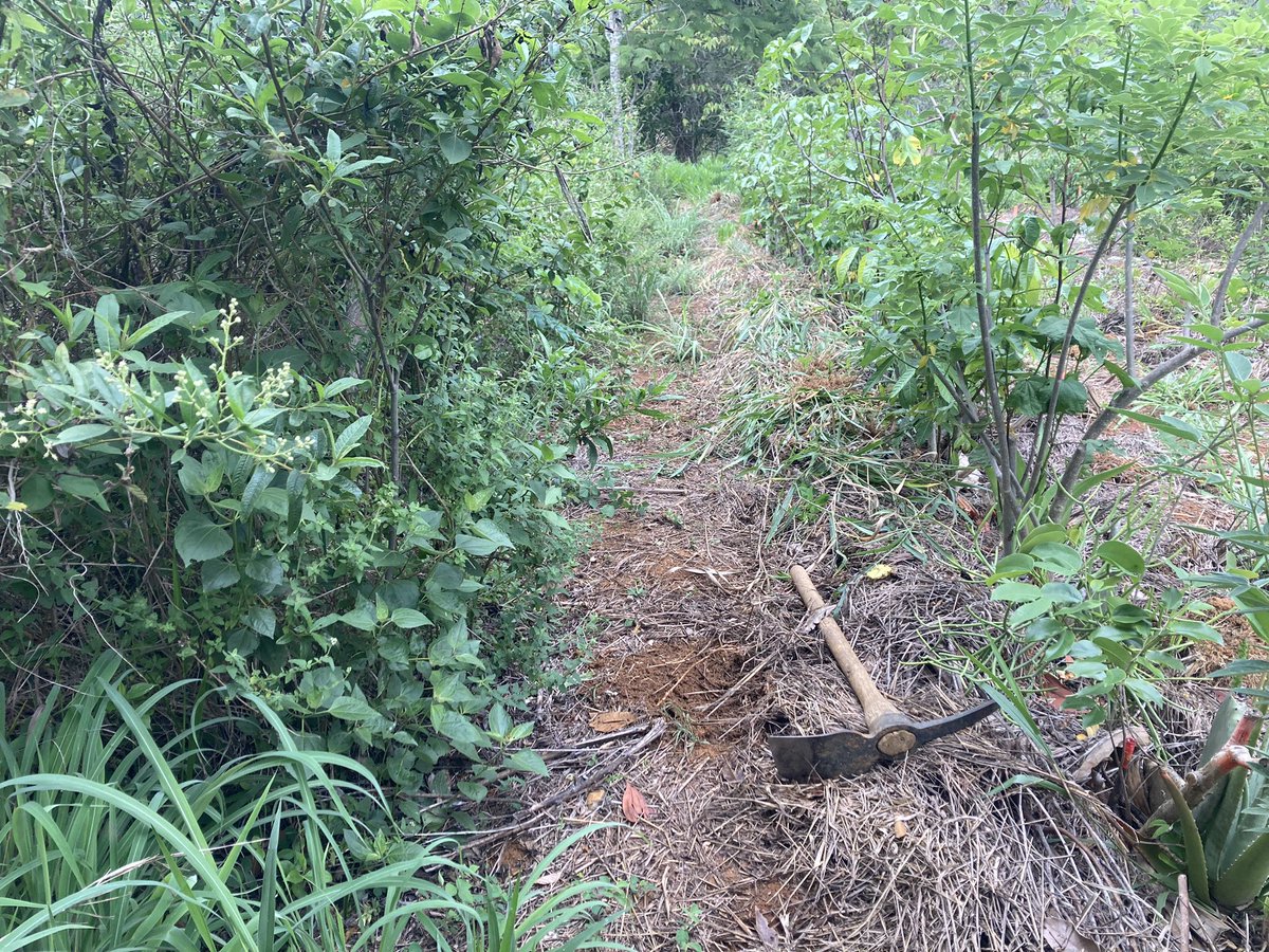 Pulling more invasive grass to open ecological niches in the food forest and create mulch for the syntropic agroforestry system.