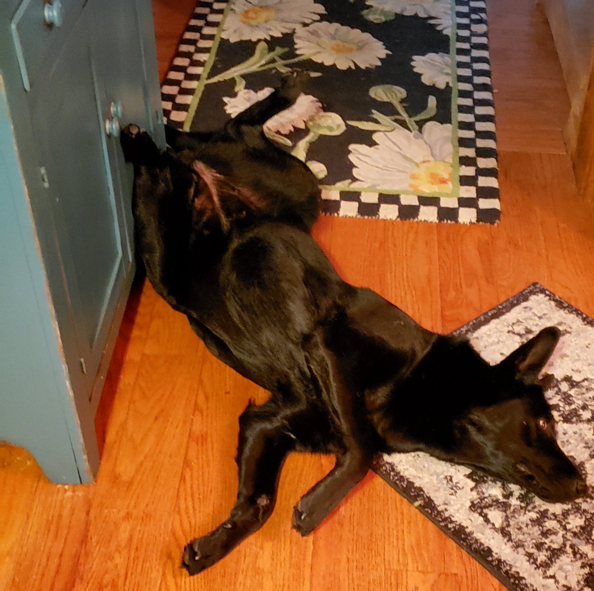 K9Garm's tweet photo. Good morning. Im getting the coffee on before heading out for a walk. She's waiting for me, somewhat patiently. https://t.co/j7qBfd2meQ