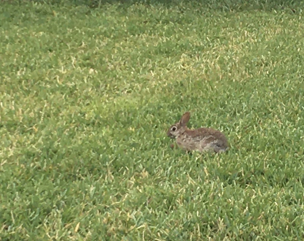 Luncheon on the Grass.